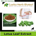 Lotus Leaf Extract